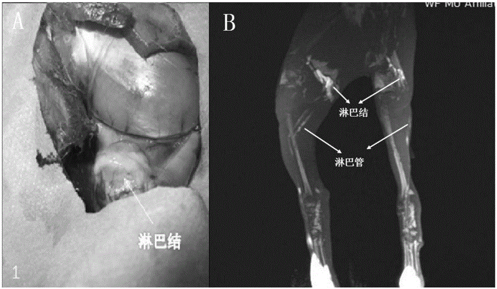 Vital staining contrast agent by using polyuronide as vector, as well as preparation method and application thereof