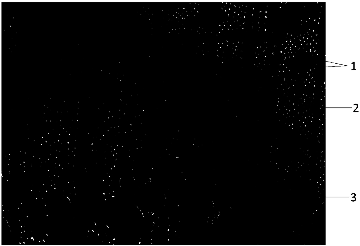 Mixed staining solution for section used for observation of xylem parenchyma, and preparation method for section