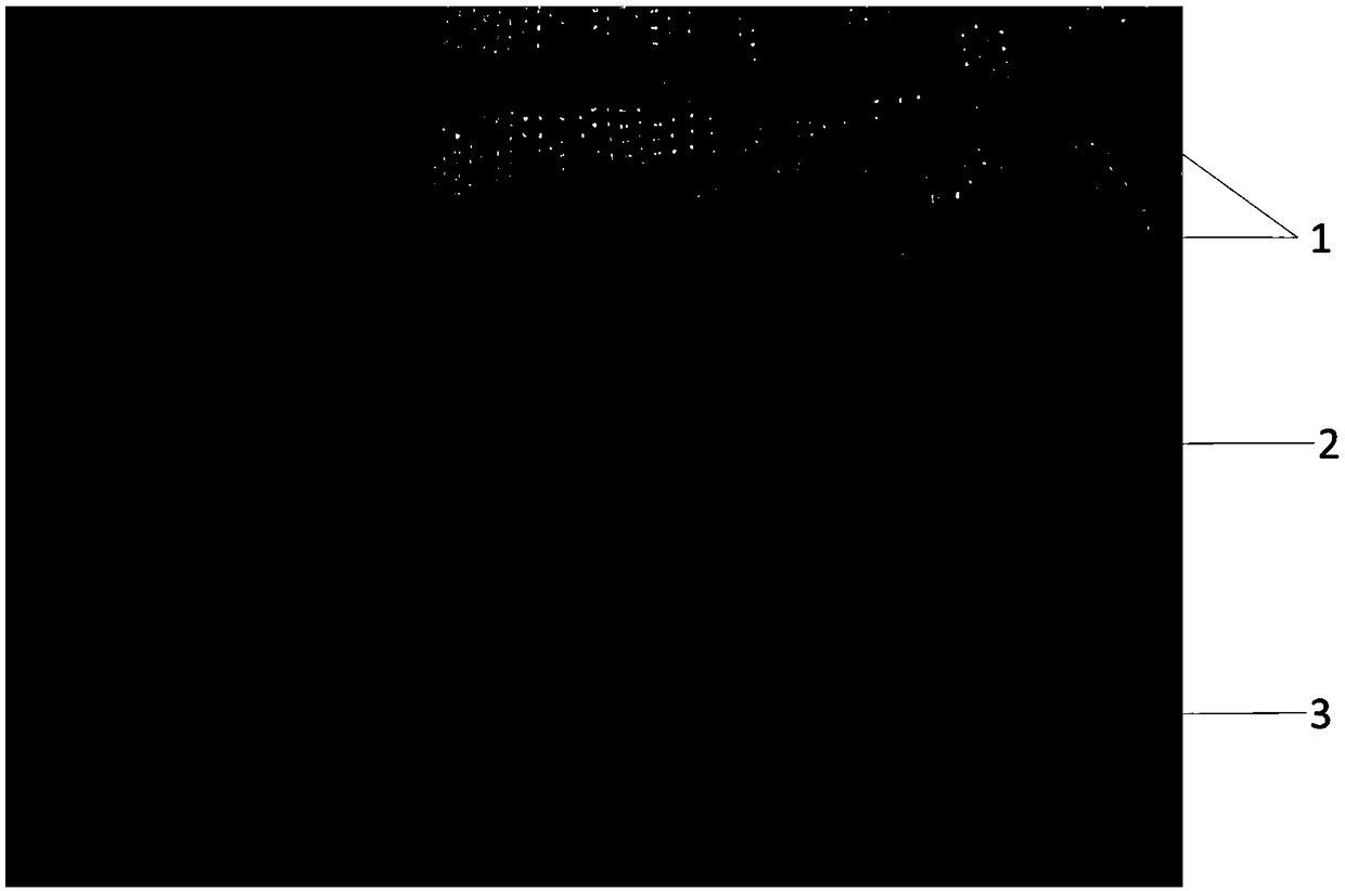 Mixed staining solution for section used for observation of xylem parenchyma, and preparation method for section