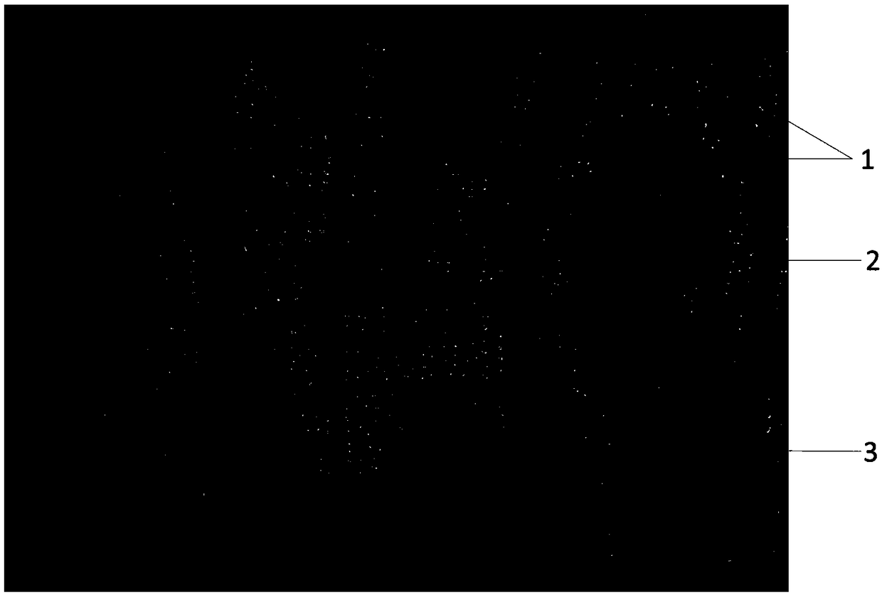 Mixed staining solution for section used for observation of xylem parenchyma, and preparation method for section