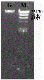 High-yield engineering strain kmust-SQS for ganoderic acid