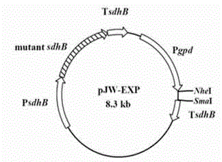 High-yield engineering strain kmust-SQS for ganoderic acid