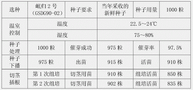 Sunlight greenhouse seedling-raising method for improving Chinese angelica germination rate