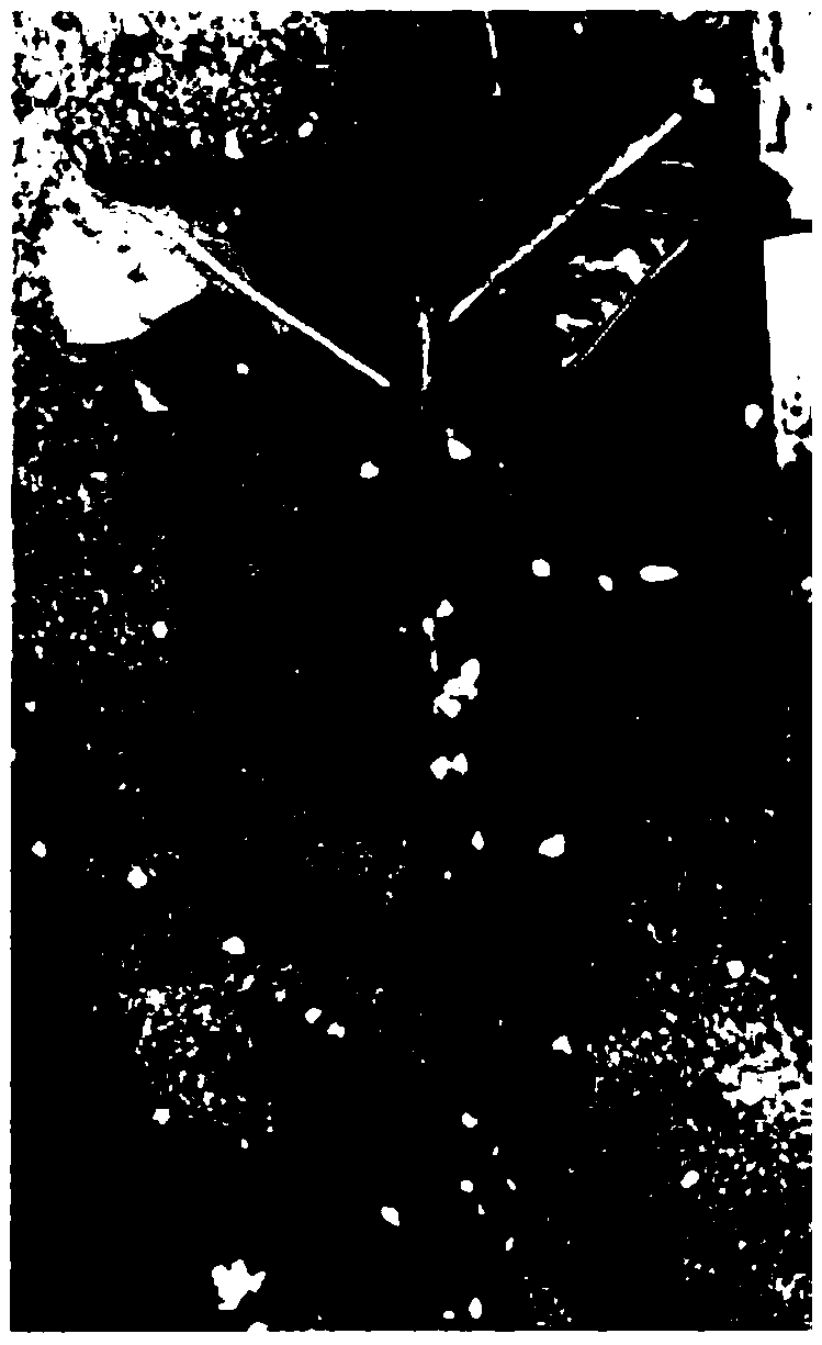 Method for promoting young branch cuttage seedling cultivation of Nata oak