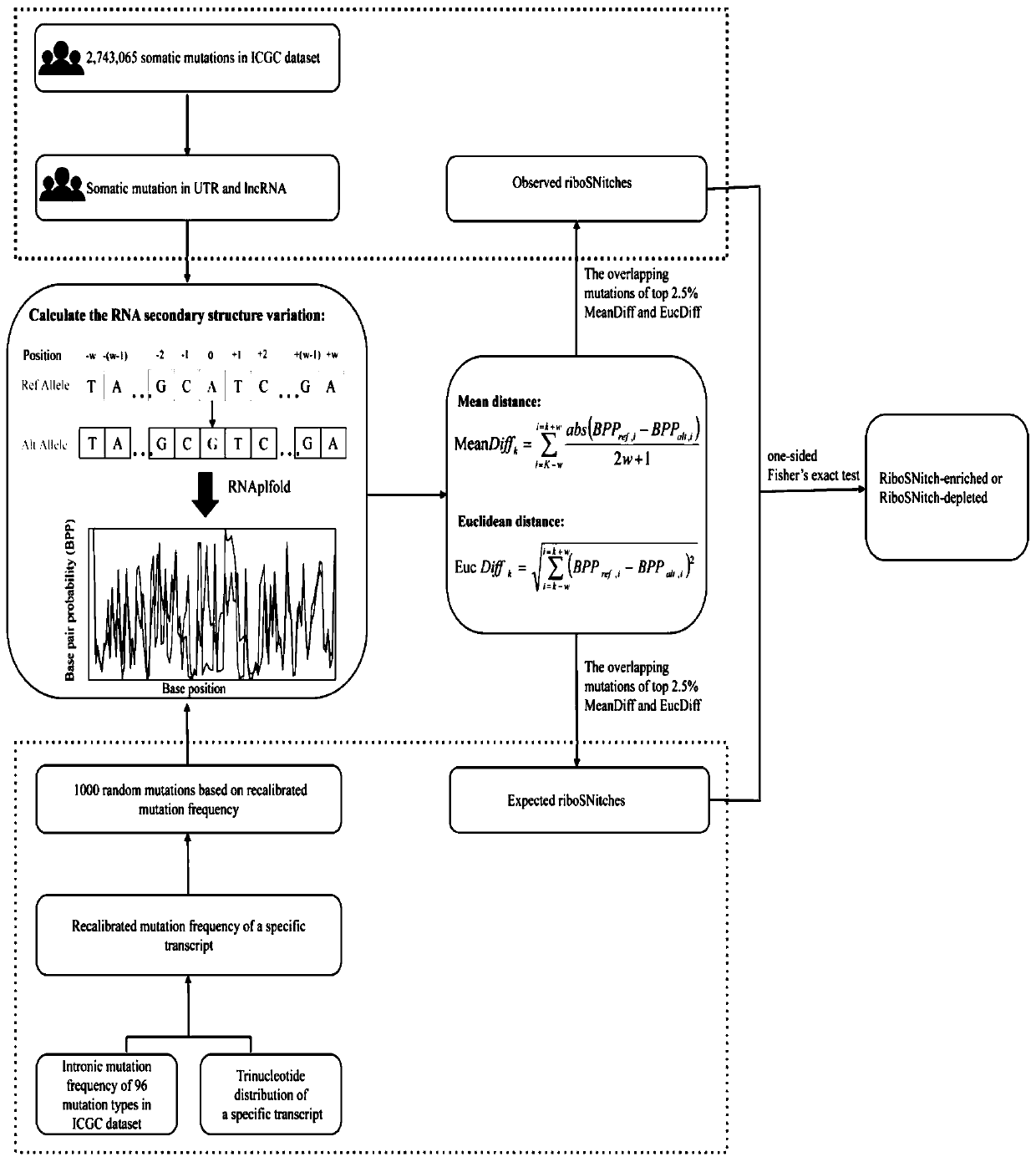 Method for predicting influence degree of mutation on RNA secondary structure based on MeanDiff value and related equipment