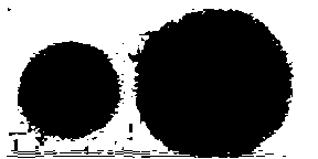 Novel mycoplasma hyopneumoniae bacterial strain and vaccine composition thereof