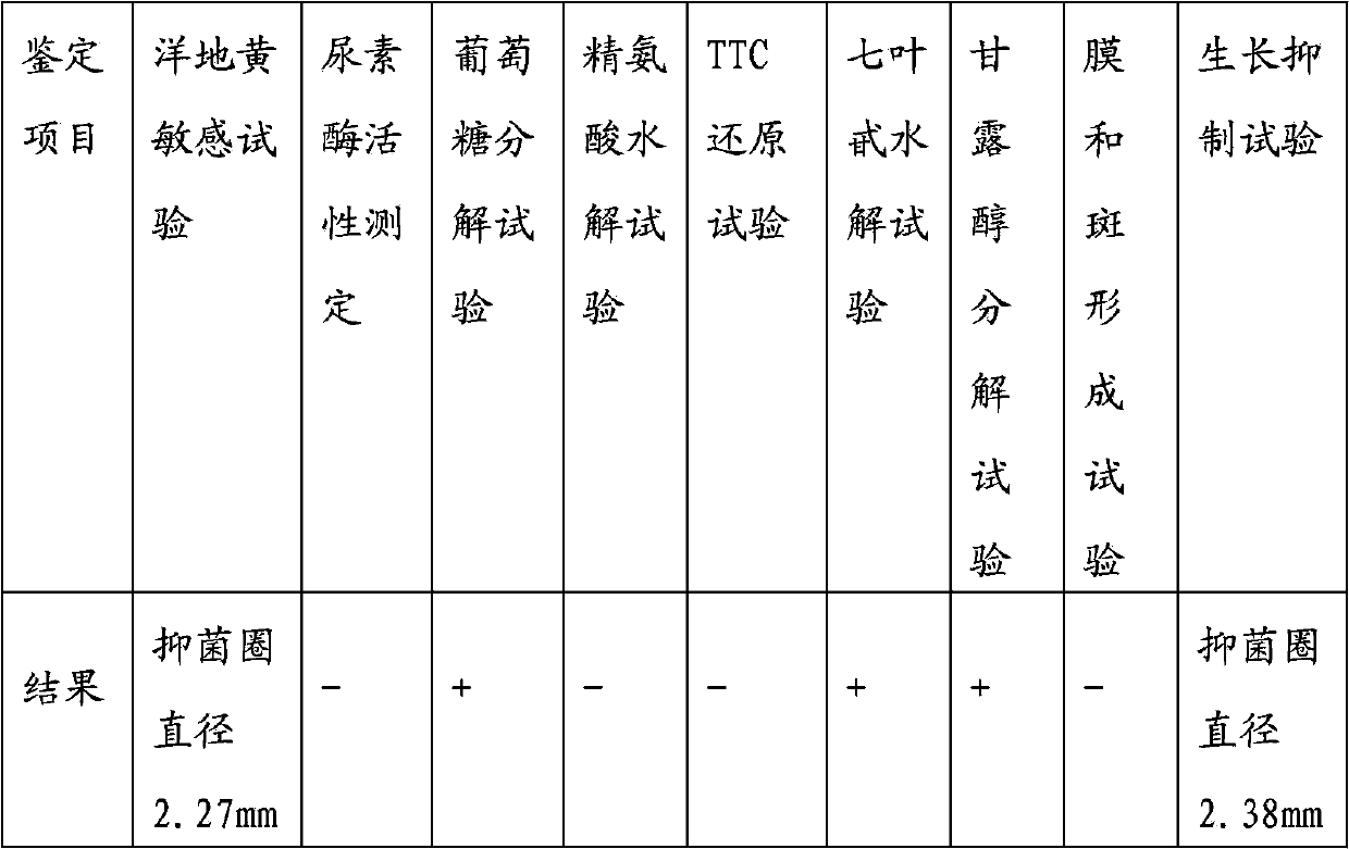 Novel mycoplasma hyopneumoniae bacterial strain and vaccine composition thereof