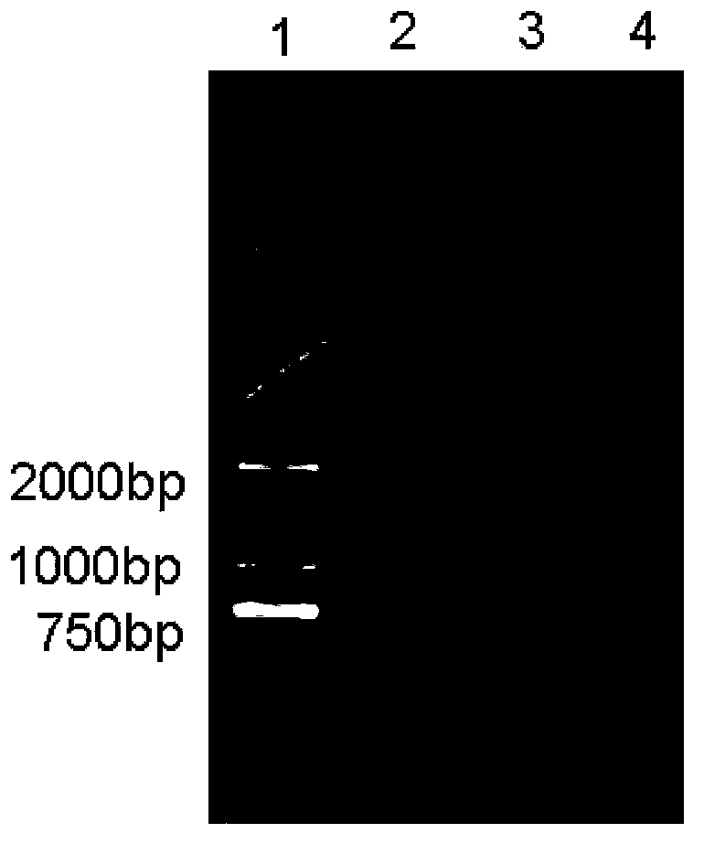 Novel mycoplasma hyopneumoniae bacterial strain and vaccine composition thereof