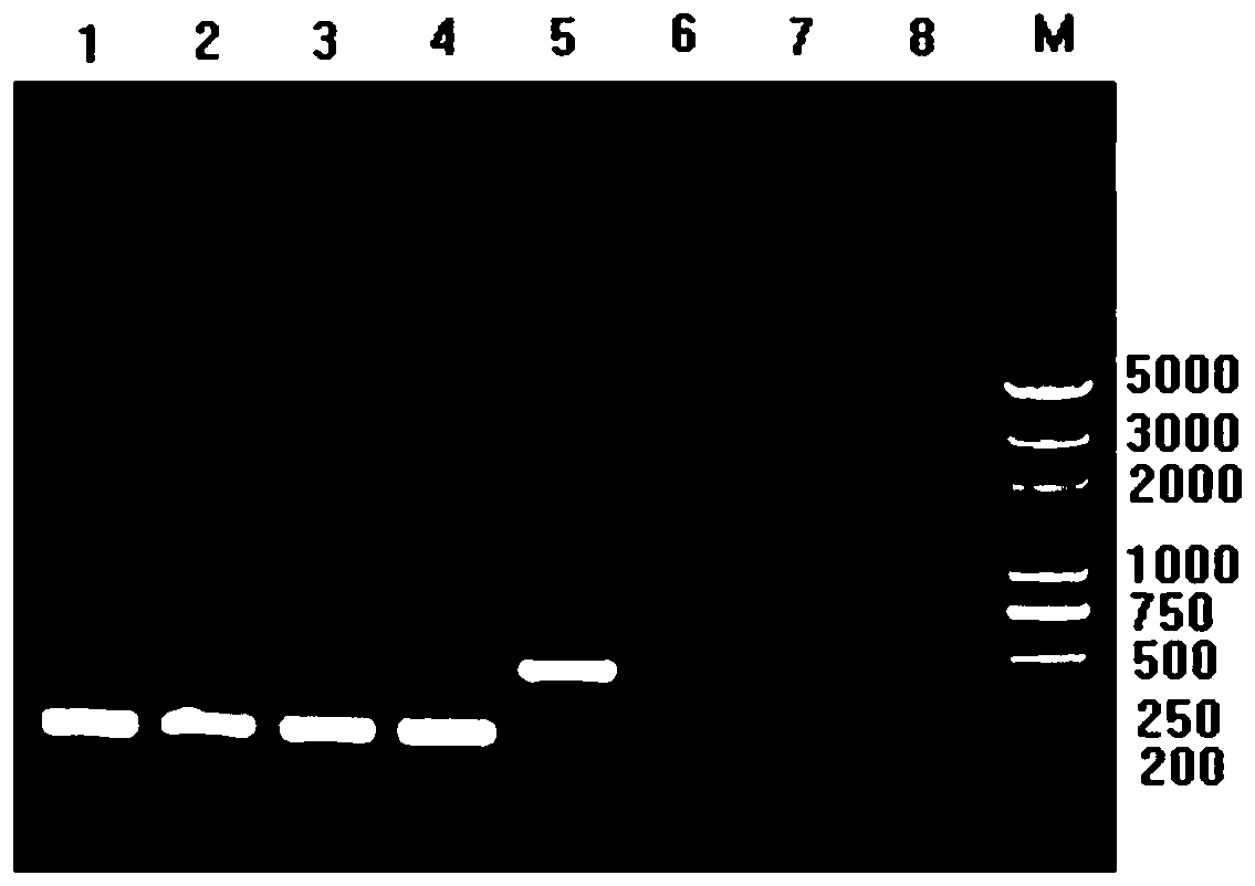 Anti-GOLPH2-lipoplexes liposome carrier as well as preparation and application thereof