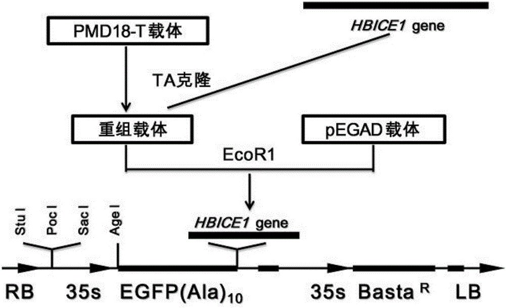 Cold-resistant gene of rubber trees, cold-resistant protein and application of cold-resistant gene and cold-resistant protein