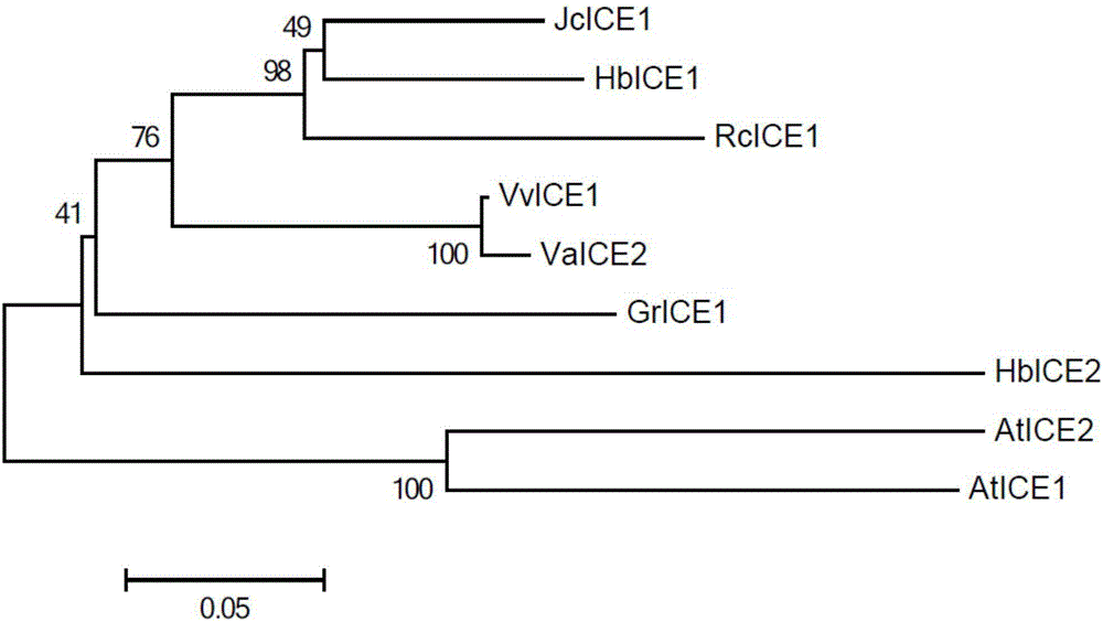 Cold-resistant gene of rubber trees, cold-resistant protein and application of cold-resistant gene and cold-resistant protein