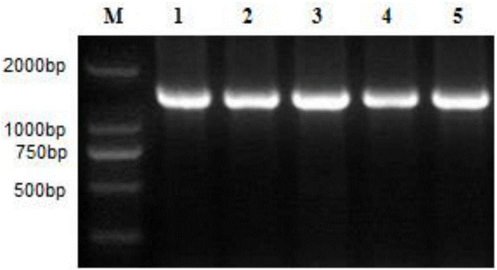 Cold-resistant gene of rubber trees, cold-resistant protein and application of cold-resistant gene and cold-resistant protein