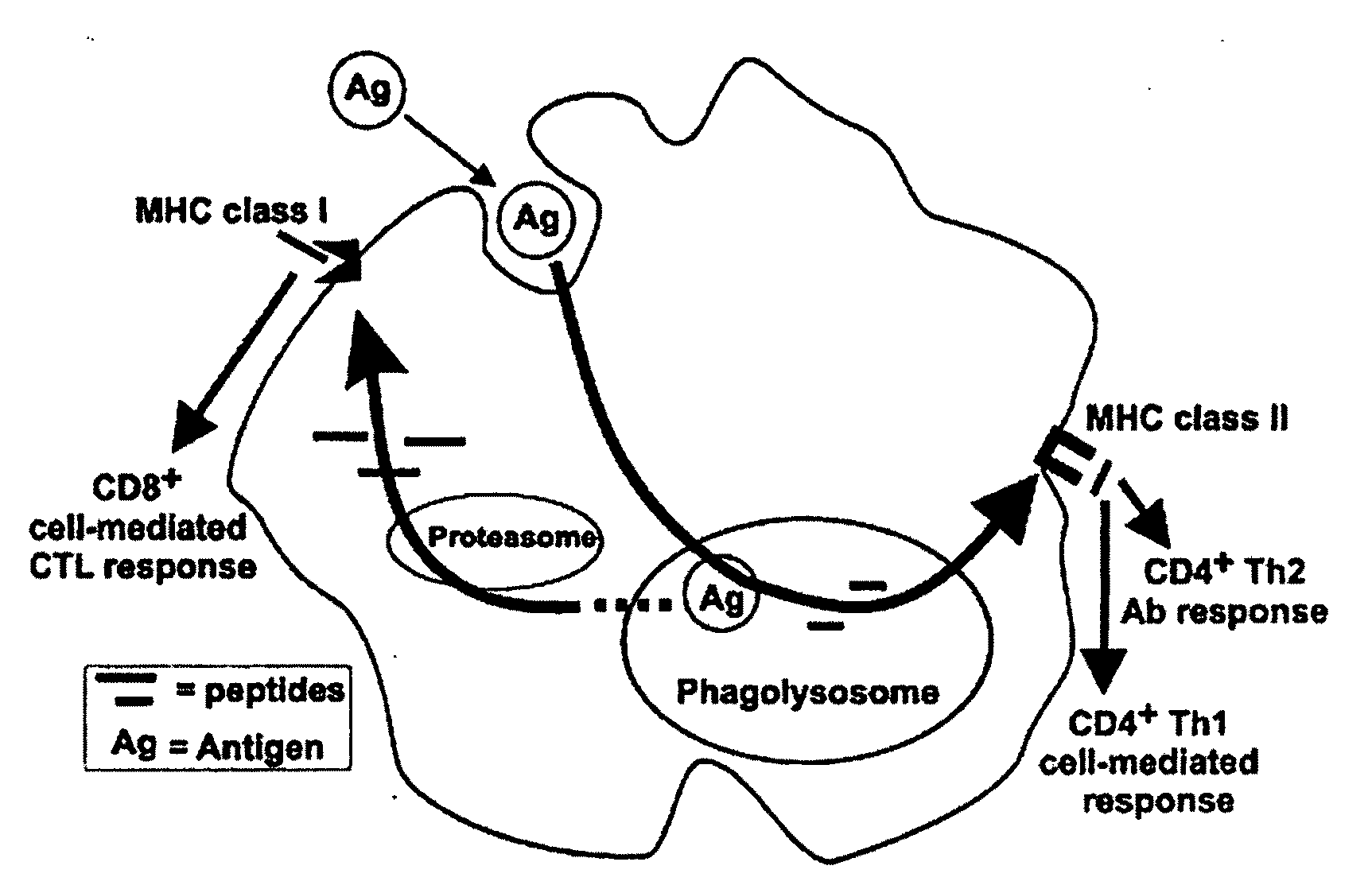 Synthetic Archaeal Glycolipid Adjuvants