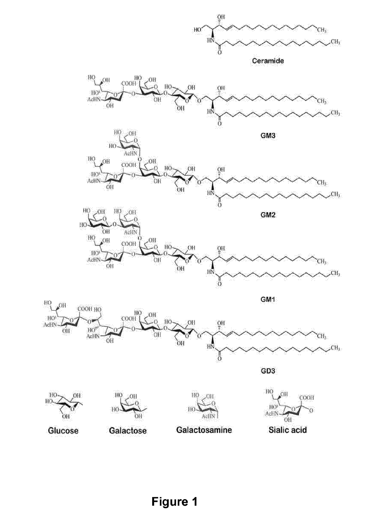 Anti-gd3 specific chimeric antigen receptors for cancer immunotherapy