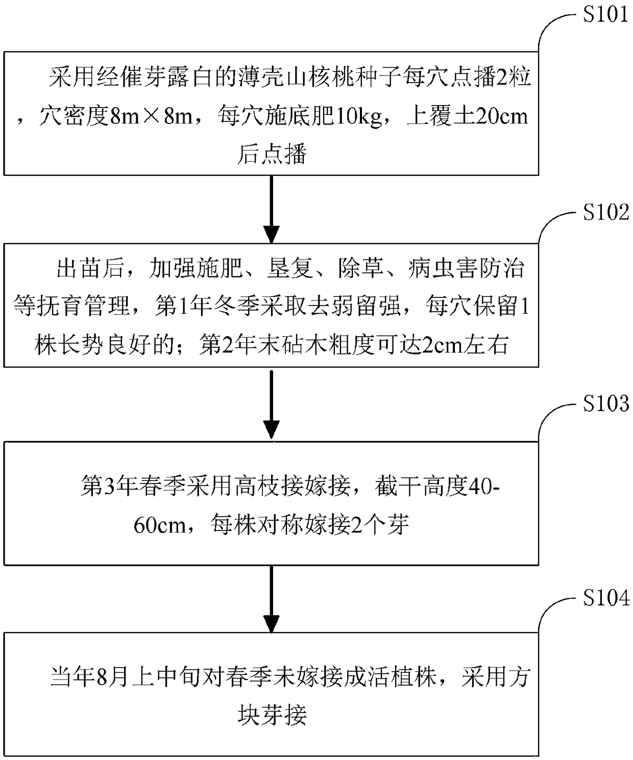 High-efficiency construction method of cutting orchard of Carya illinoensis