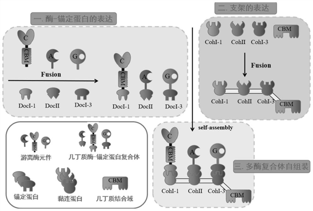 Method for artificially constructing chitin corpuscle multienzyme complex scoford-chiC-chiA-sg and application