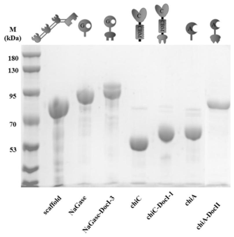 Method for artificially constructing chitin corpuscle multienzyme complex scoford-chiC-chiA-sg and application