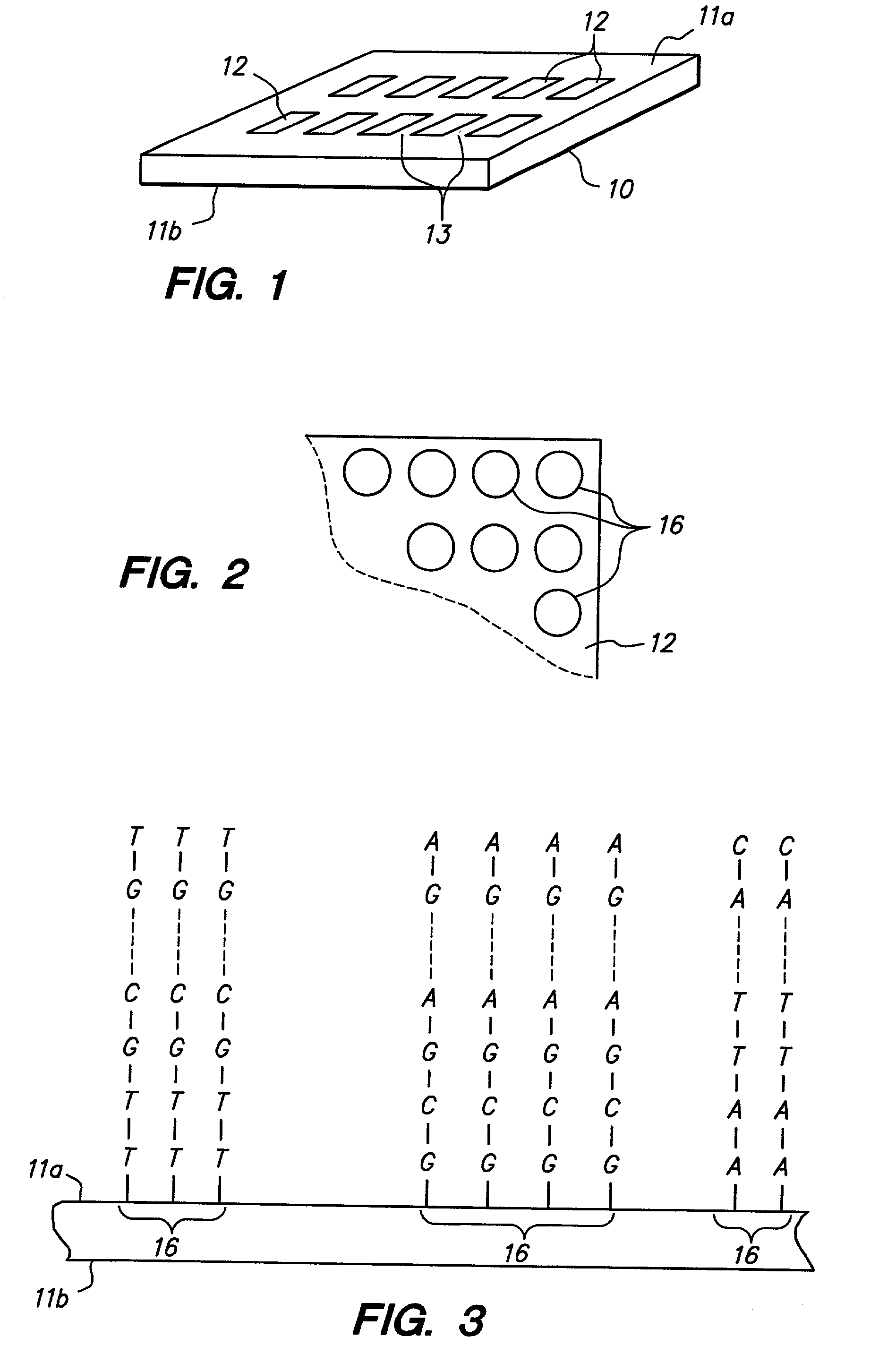 Testing multiple fluid samples with multiple biopolymer arrays