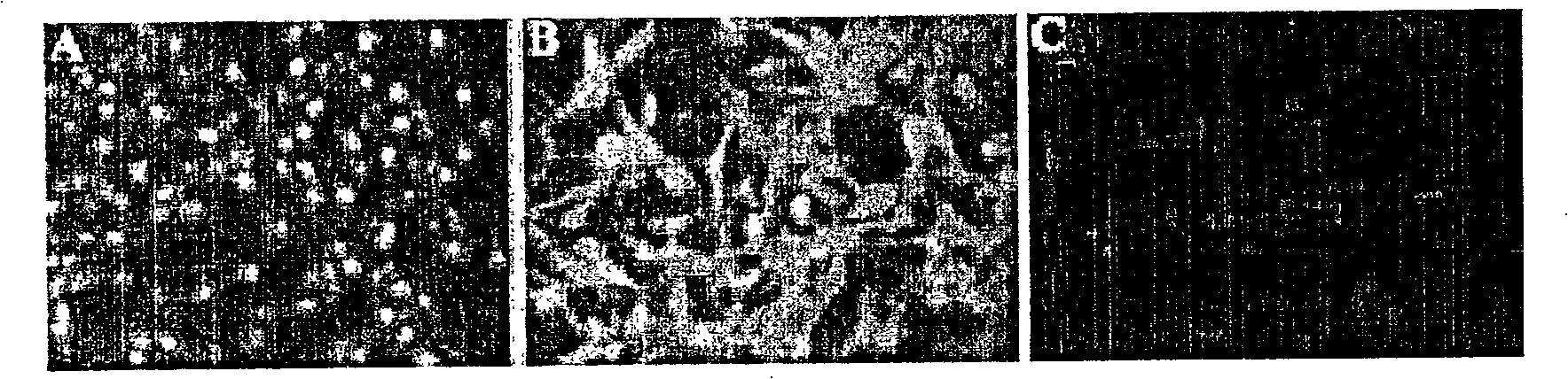 Method of preparing cell for transplantation