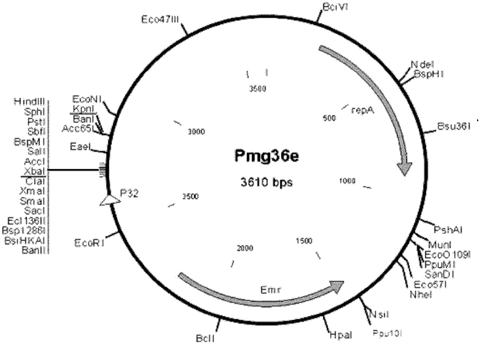 Construction method of Sul-de-Quinone Reductase gene vector and genetic engineering lactic acid bacteria strain of Sul-de-Quinone Reductase gene vector