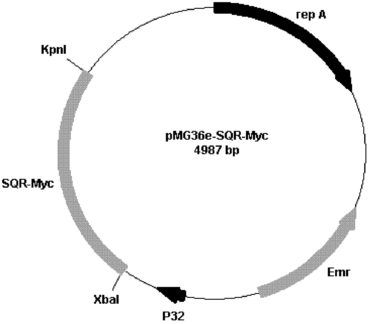 Construction method of Sul-de-Quinone Reductase gene vector and genetic engineering lactic acid bacteria strain of Sul-de-Quinone Reductase gene vector