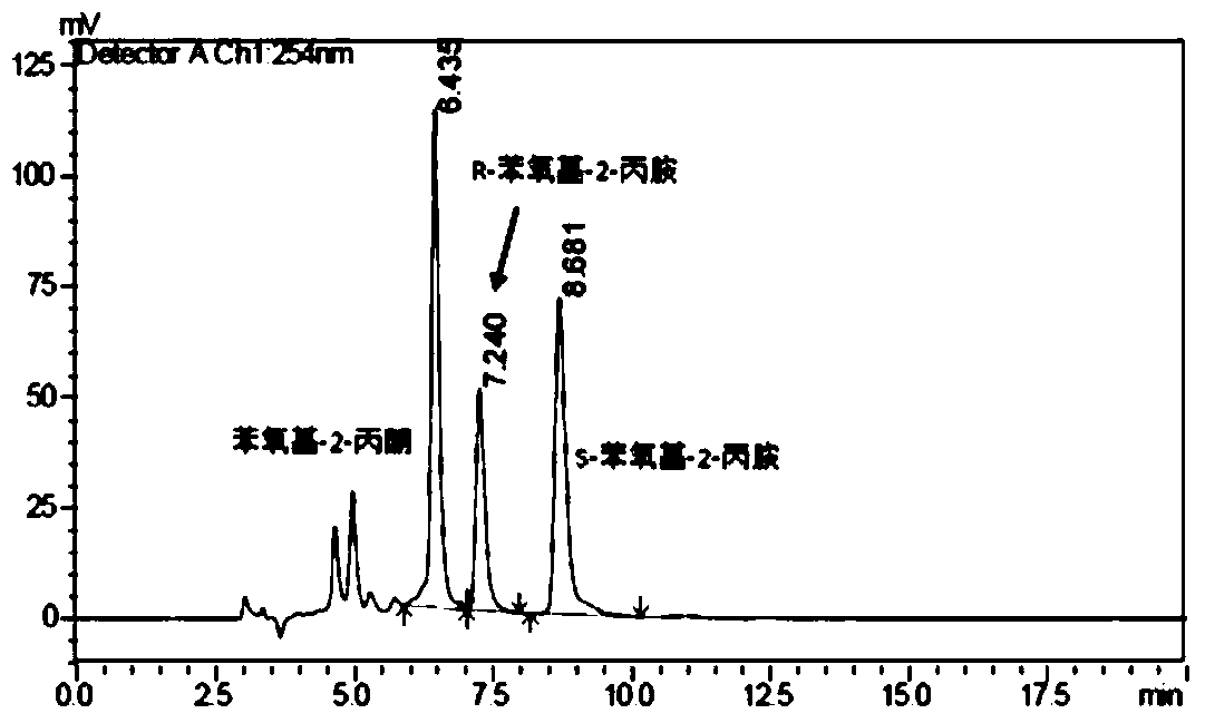 A method for preparing chiral amines catalyzed by a marine strain and its amine dehydrogenase