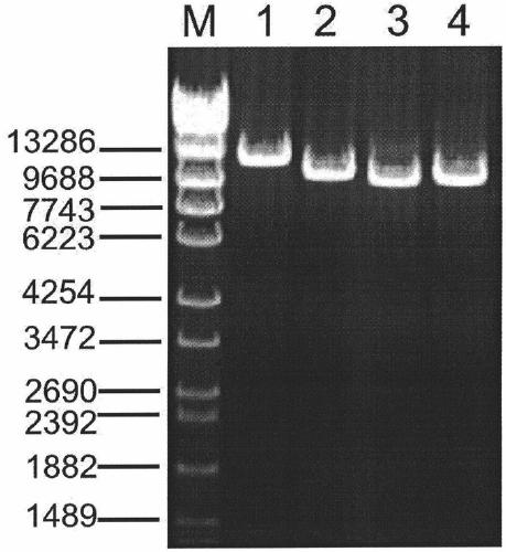 Amplification primer and detection method for pkd2 gene mutation detection