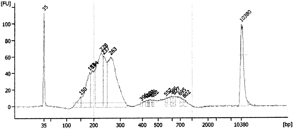 Amplification primer and detection method for pkd2 gene mutation detection