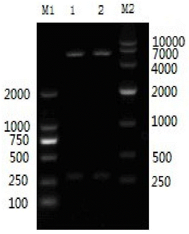 EⅢ-indirect elisa antibody detection kit and application for detecting porcine Japanese encephalitis virus