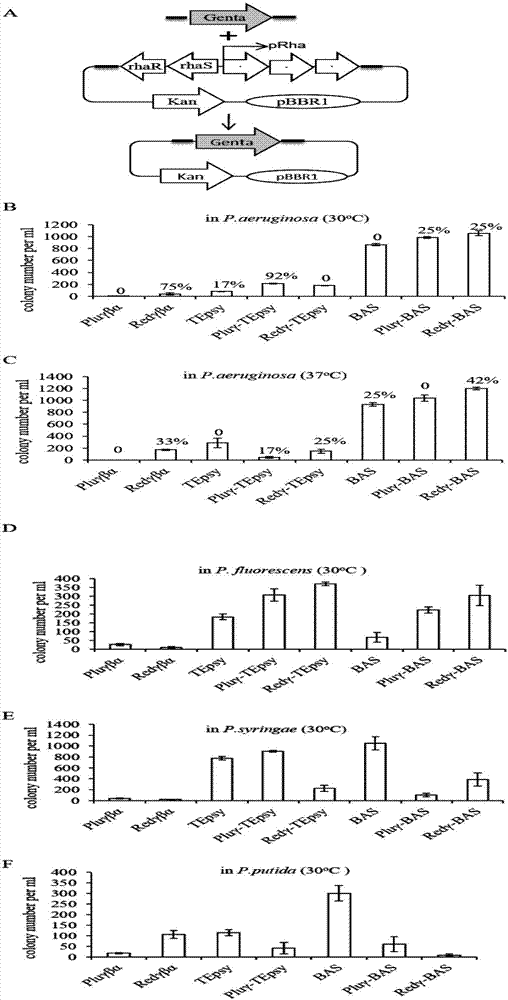 Novel recombination system in pseudomonas and application thereof