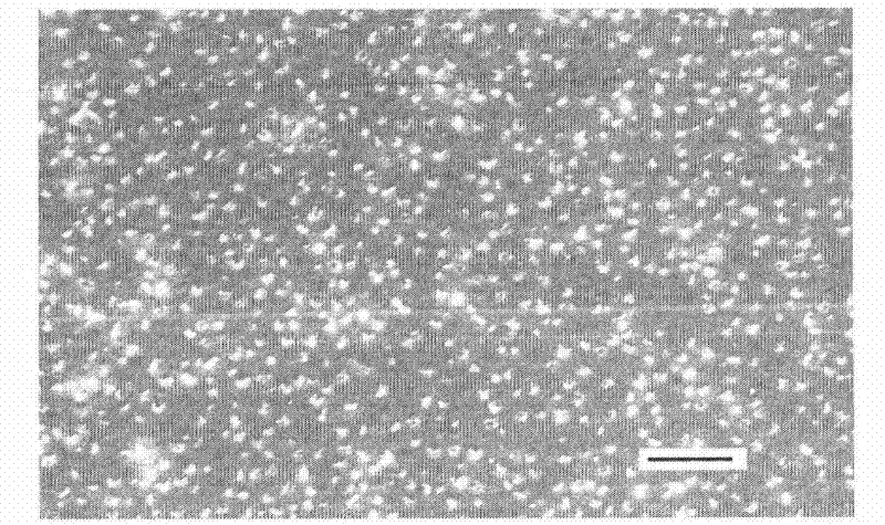 Super-biparental self-cleaning coating material and preparation method thereof