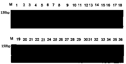 Primer ACY of Ty-3 molecular marker and indexing method thereof