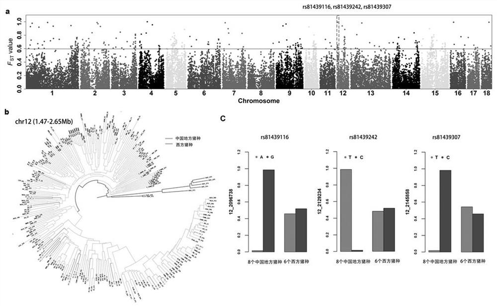 SNP markers of introgression loci of western pigs related to body length in Chinese native pigs and their application