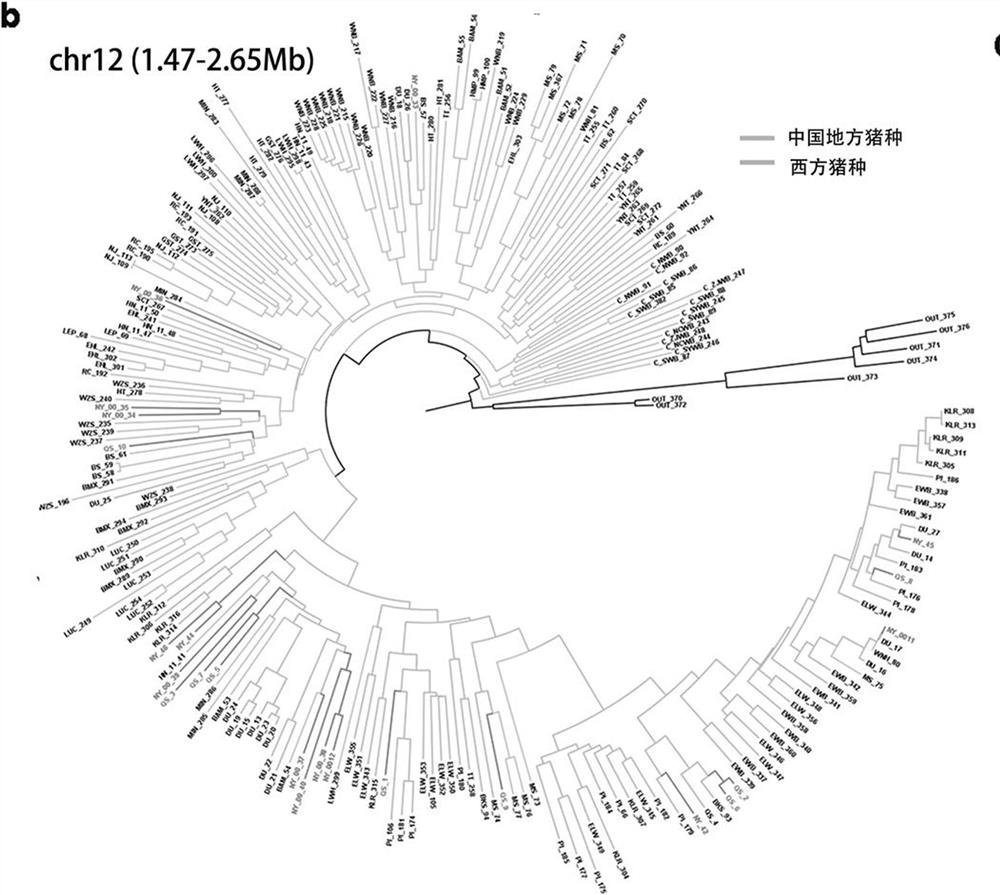 SNP markers of introgression loci of western pigs related to body length in Chinese native pigs and their application