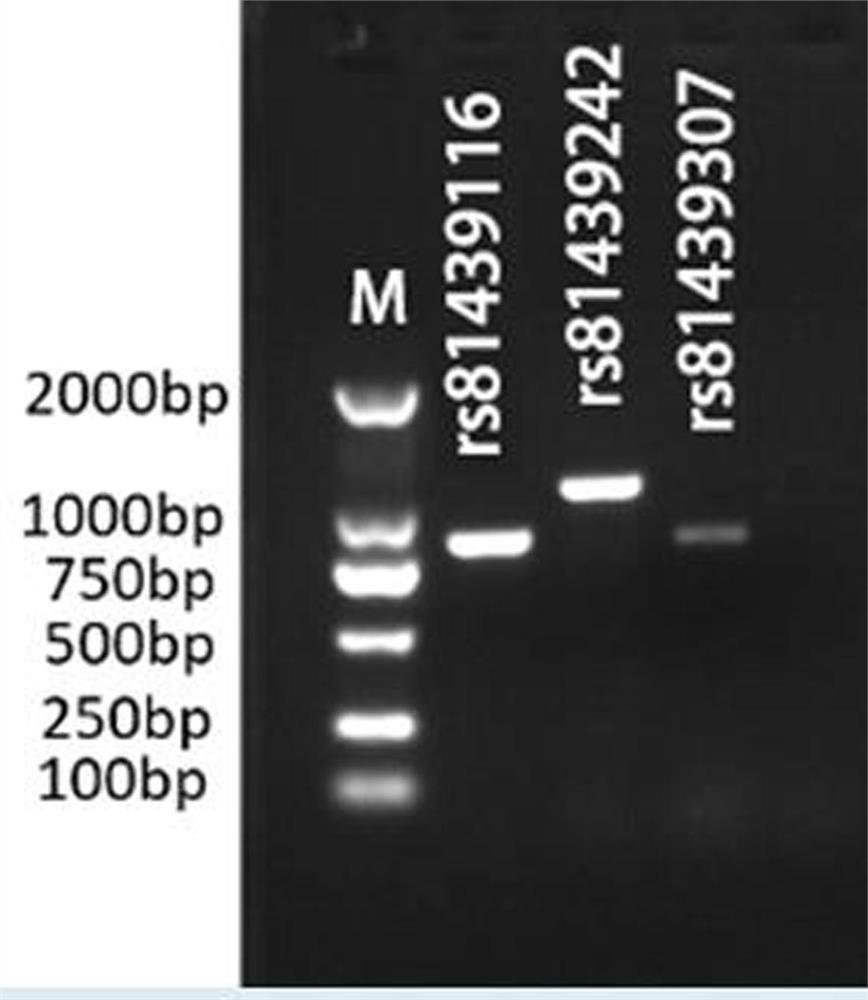 SNP markers of introgression loci of western pigs related to body length in Chinese native pigs and their application