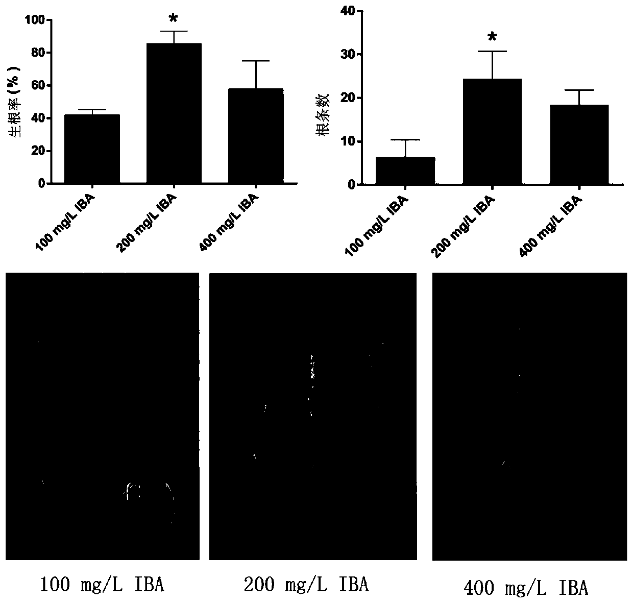 Cudrania tricuspidata breeding method using hard branch cuttage