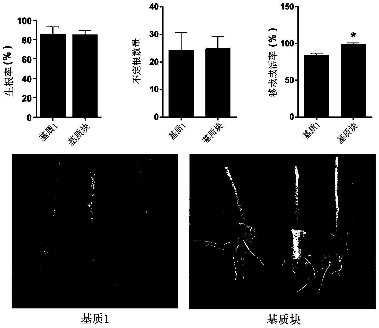 Cudrania tricuspidata breeding method using hard branch cuttage