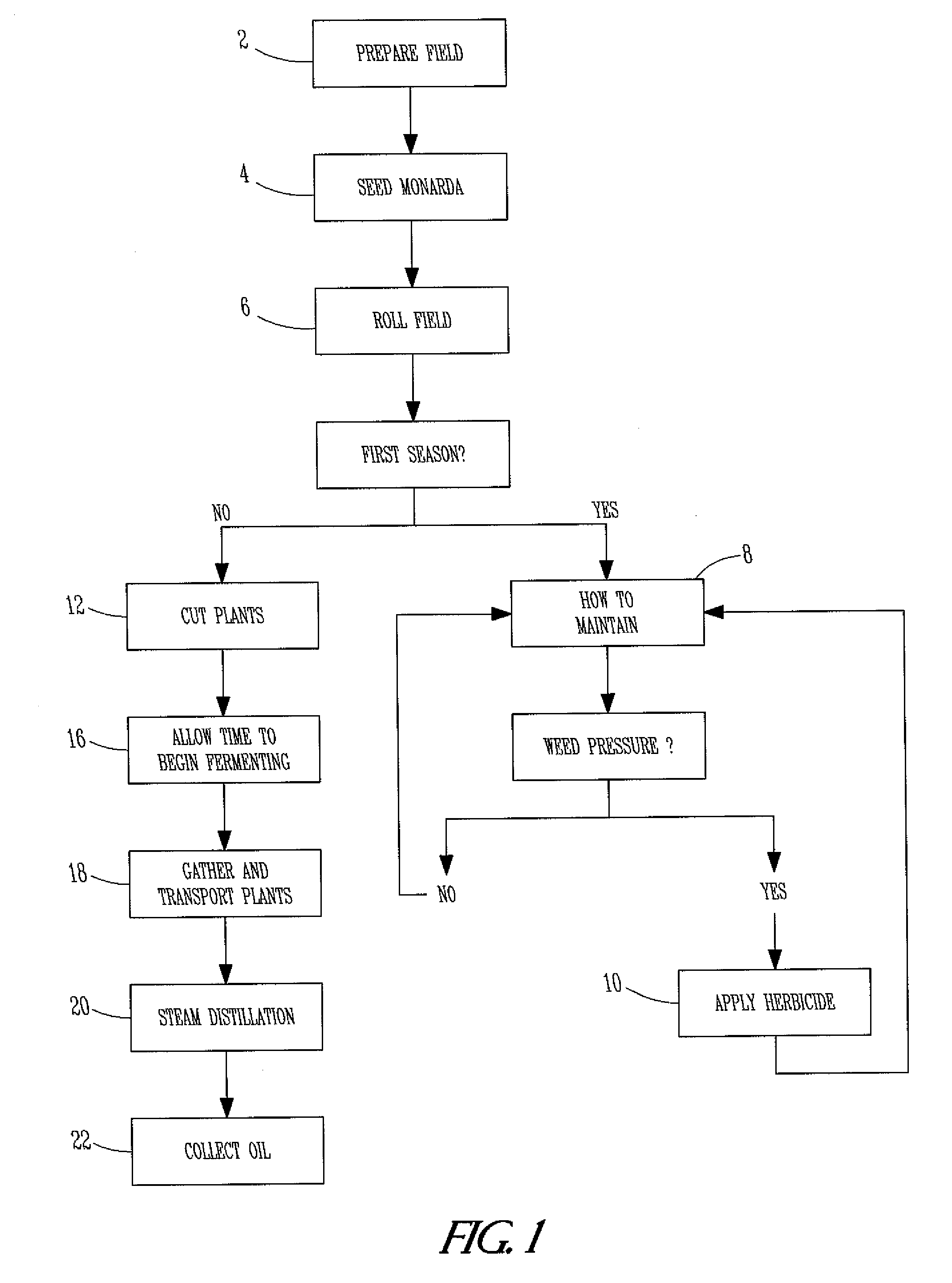 Method for Cultivation of Monarda Fistulosa for Production of Thymoquinone