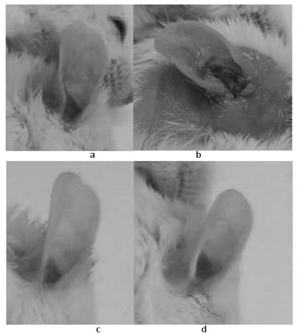 Modeling method of mouse model for chronic contact dermatitis