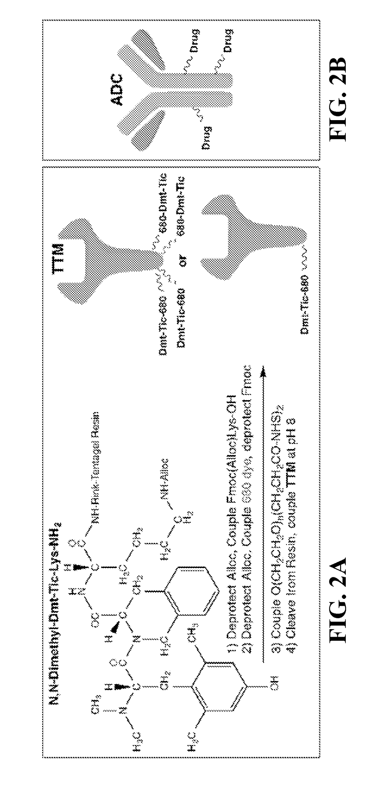 Conjugates for immunotherapy