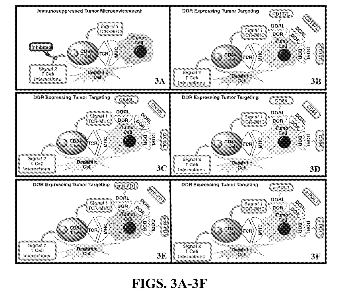 Conjugates for immunotherapy