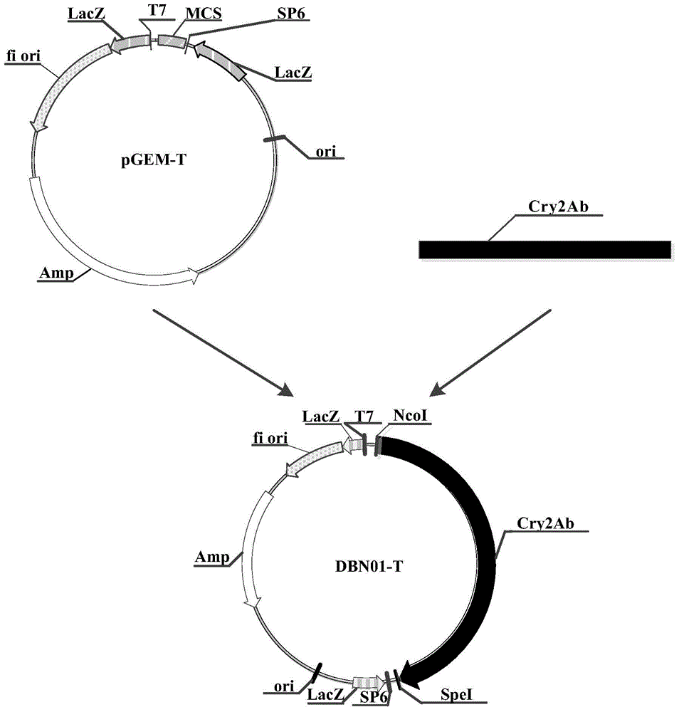 Application of insecticidal protein