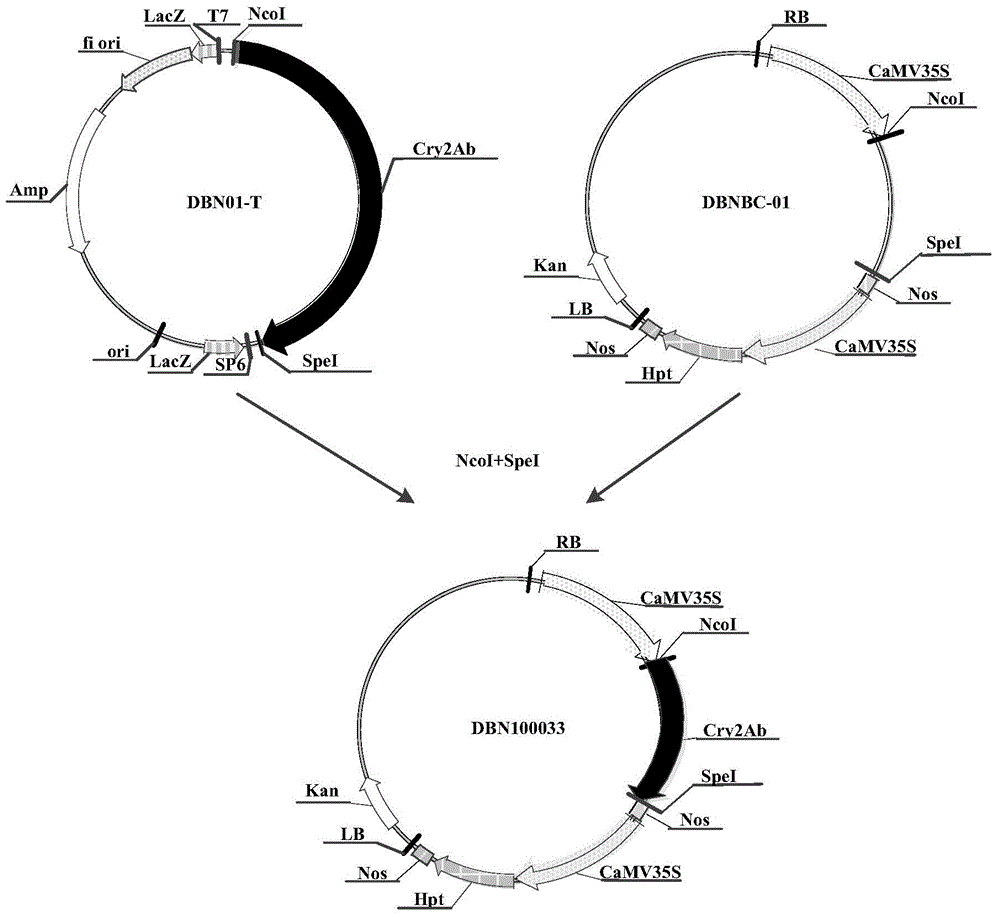 Application of insecticidal protein