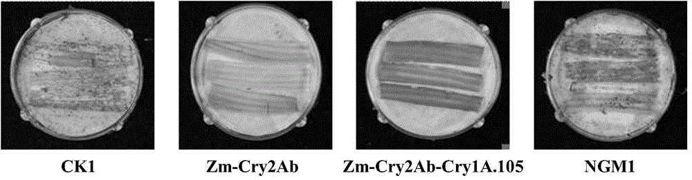 Application of insecticidal protein