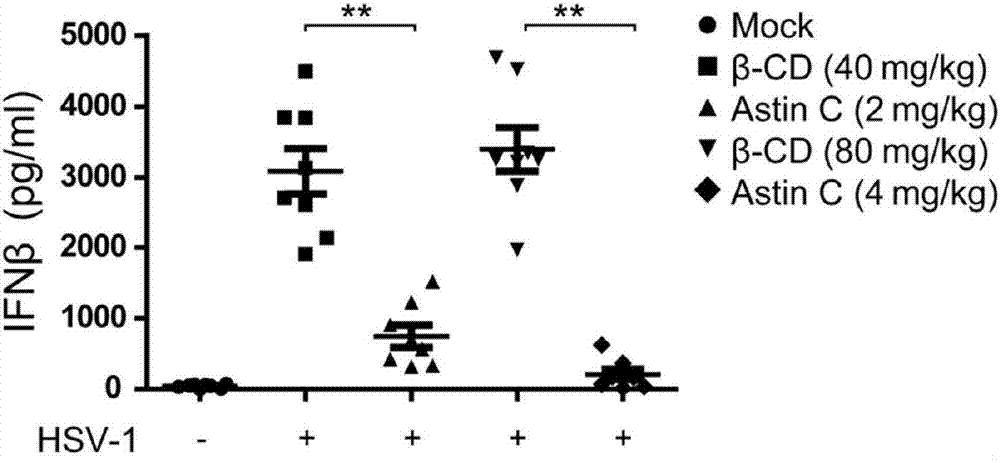 Application of Asteraceae cyclopeptides as cGAS-STING (stimulator of interferon genes) signal channel inhibitor