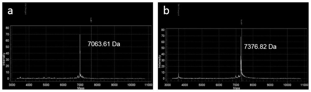 A kind of enrichment method, kit and application of peripheral blood free tumor dna