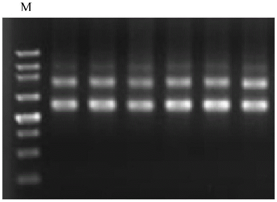 The rna interference carrier of Bactrocera dorsalis sodium ion channel gene and its construction method and application