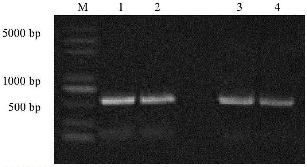 The rna interference carrier of Bactrocera dorsalis sodium ion channel gene and its construction method and application