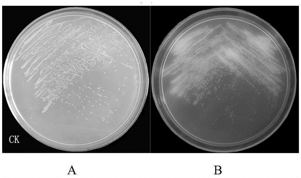 Pseudomonas strain and application thereof