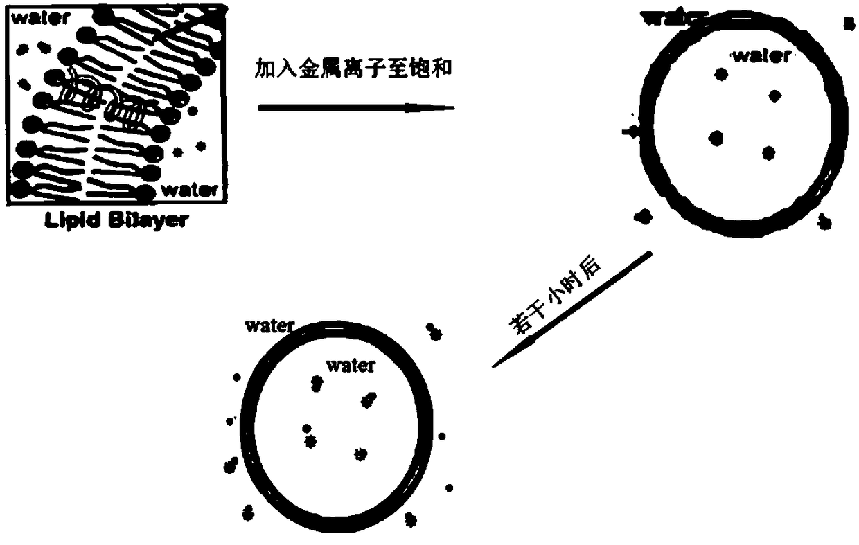 A method for testing the ion transport of peptides in a simulated environment